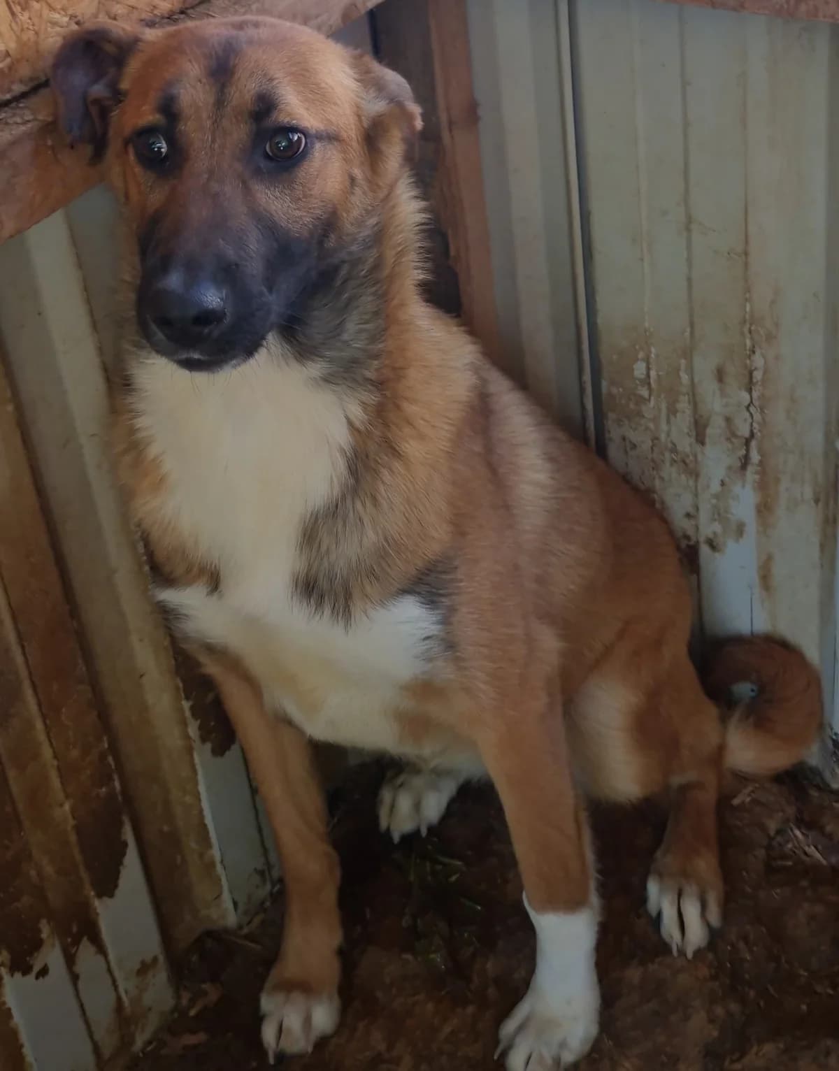Soe, weiß  Mixed Breed for adoption at Hundsrücker Tierschutz gUG