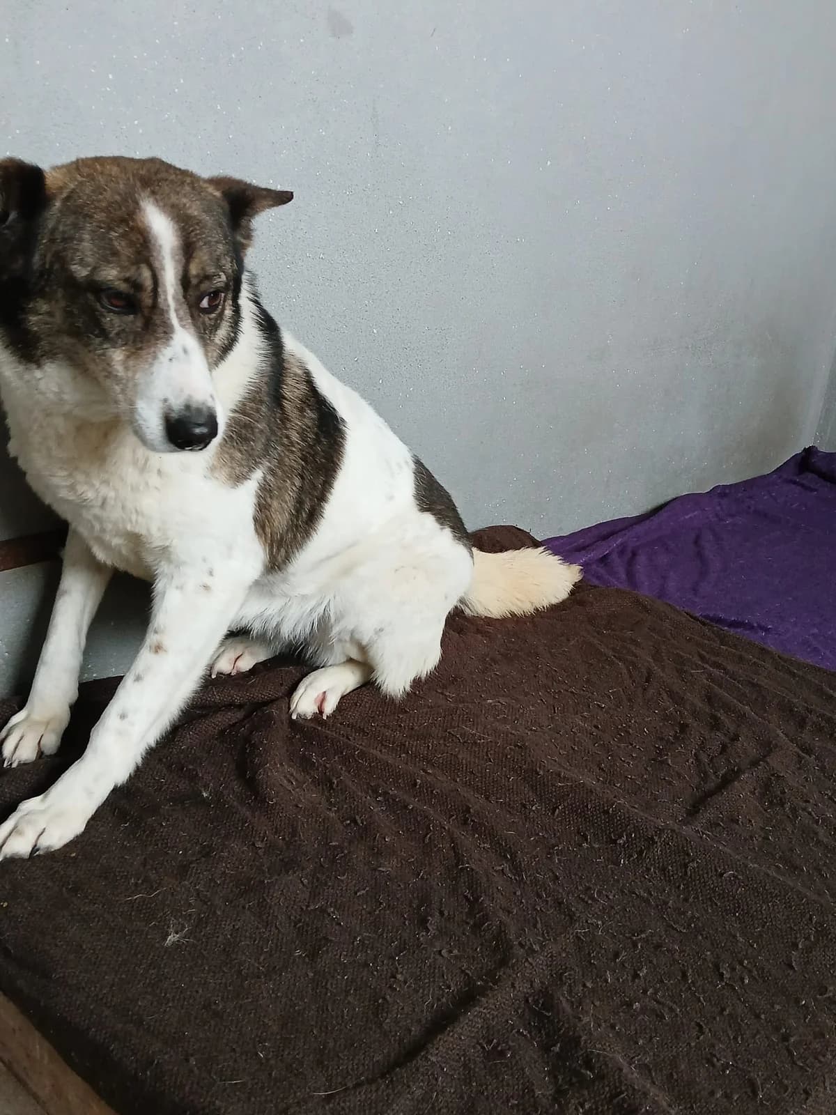 Speranza, female senior Mixed Breed for adoption at Hundsrücker Tierschutz gUG