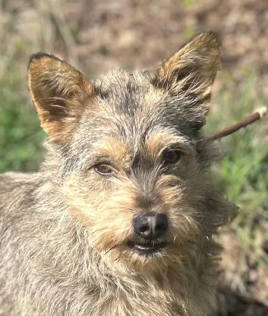 SUNNY, female 3yo Mixed Breed for adoption at Hundsrücker Tierschutz gUG