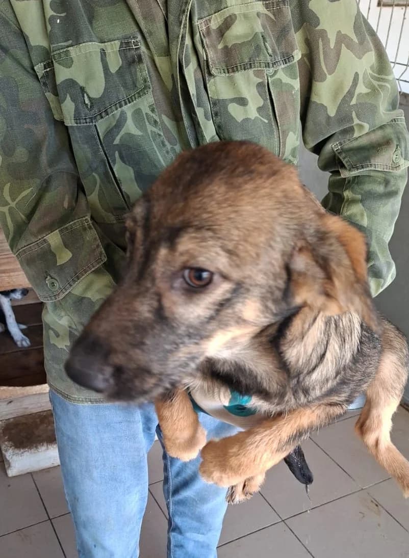 Suri, puppy Mixed Breed for adoption at Hundsrücker Tierschutz gUG