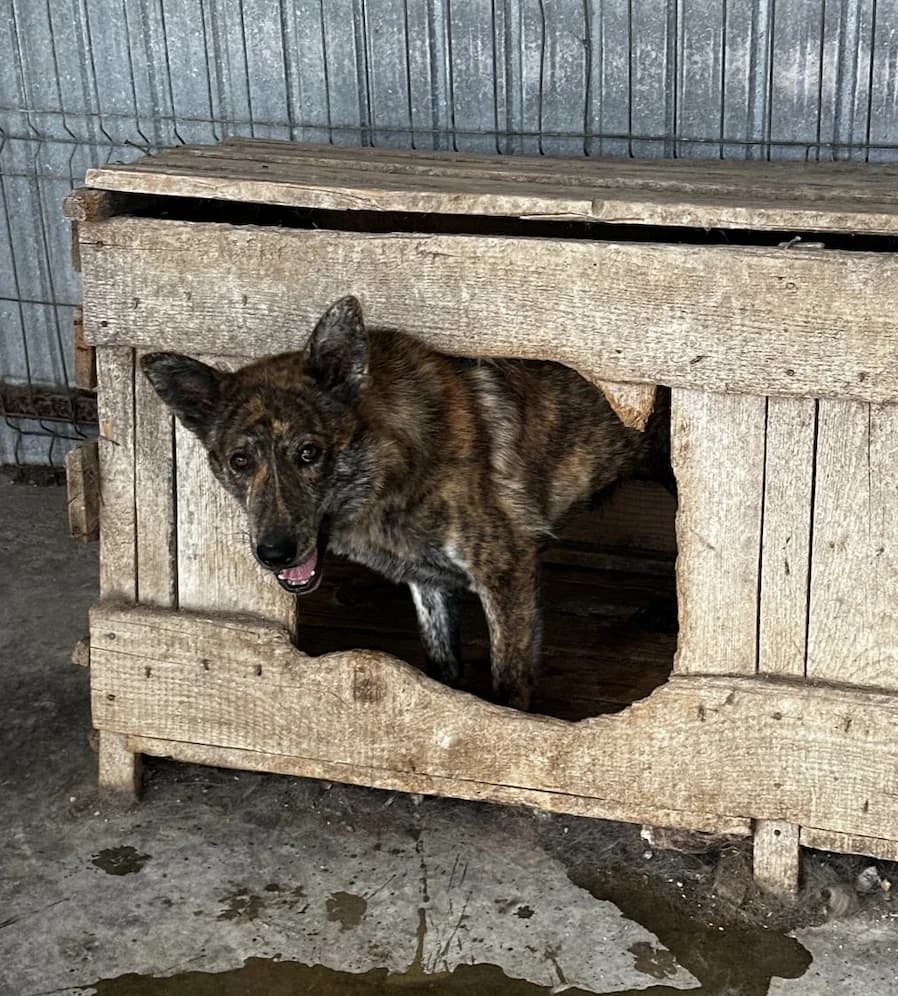 Tabby,  3yo Mixed Breed for adoption at Hundsrücker Tierschutz gUG