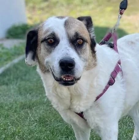 Tamika, female senior Mixed Breed for adoption at Hundsrücker Tierschutz gUG