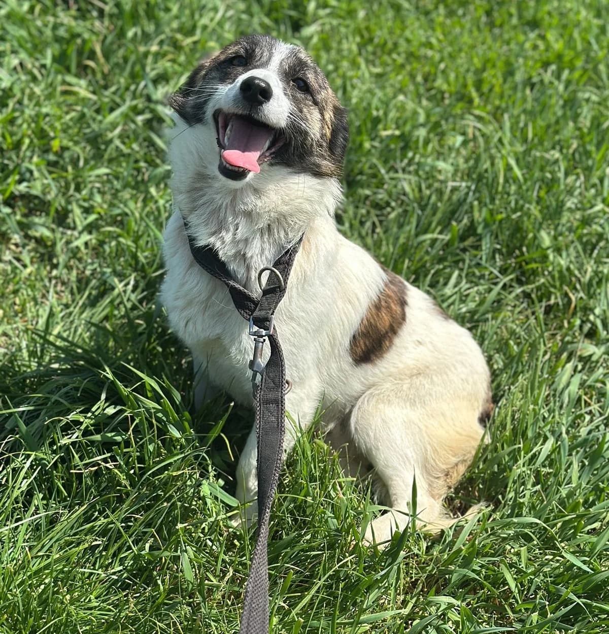 Timo, male 4yo Mixed Breed for adoption at Hundsrücker Tierschutz gUG