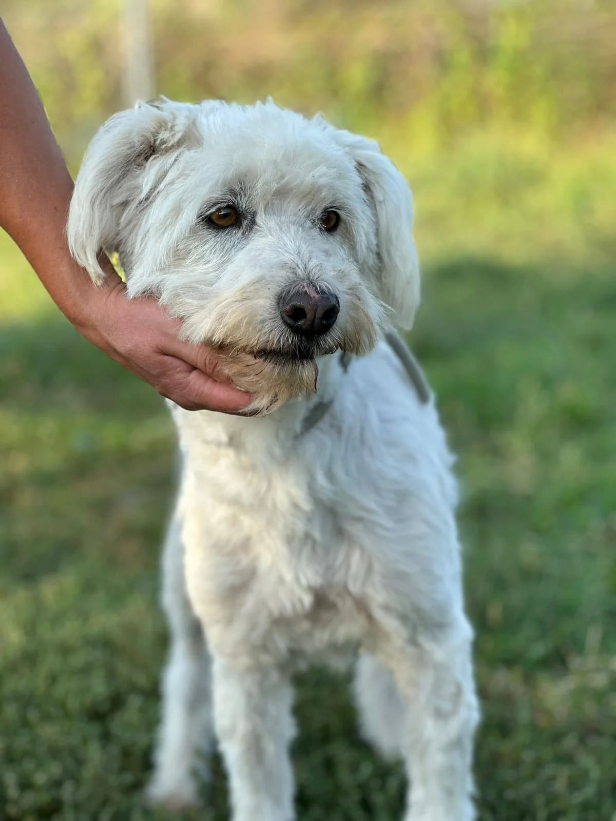 Tinky, weiß male senior Mixed Breed for adoption at Hundsrücker Tierschutz gUG