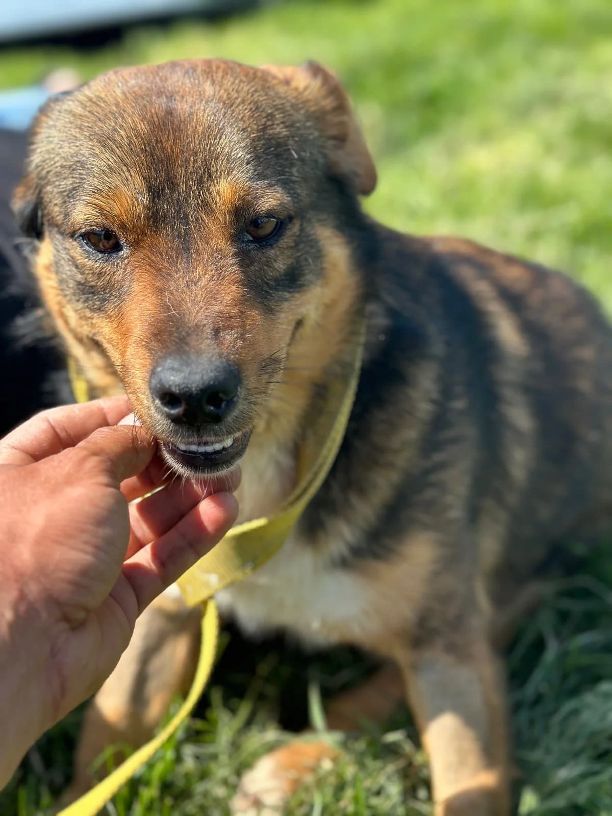 Tobi, braun male 3yo Mixed Breed for adoption at Hundsrücker Tierschutz gUG