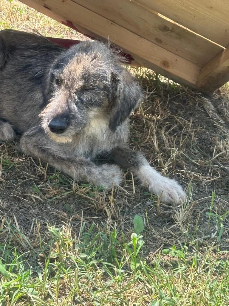 Tychi, female puppy Mixed Breed for adoption at Hundsrücker Tierschutz gUG