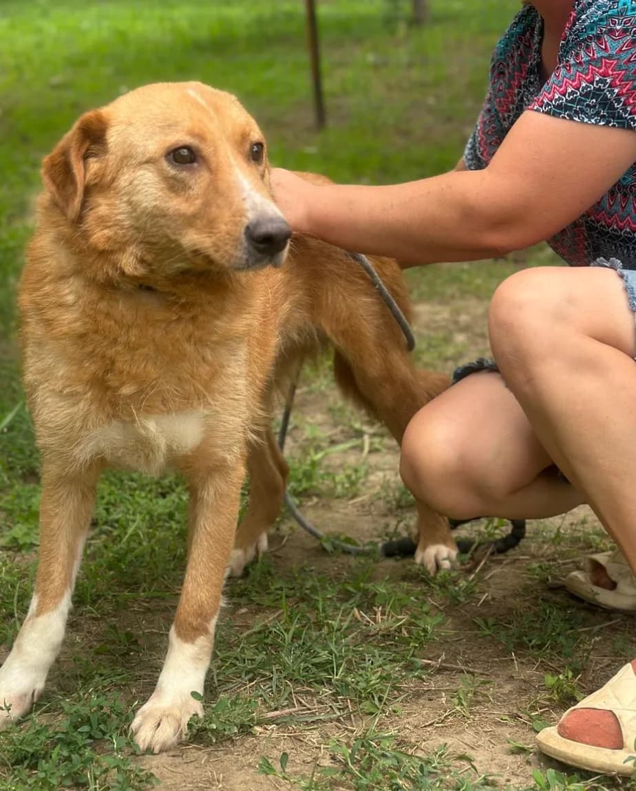 Victor, gold  4yo Mixed Breed for adoption at Hundsrücker Tierschutz gUG