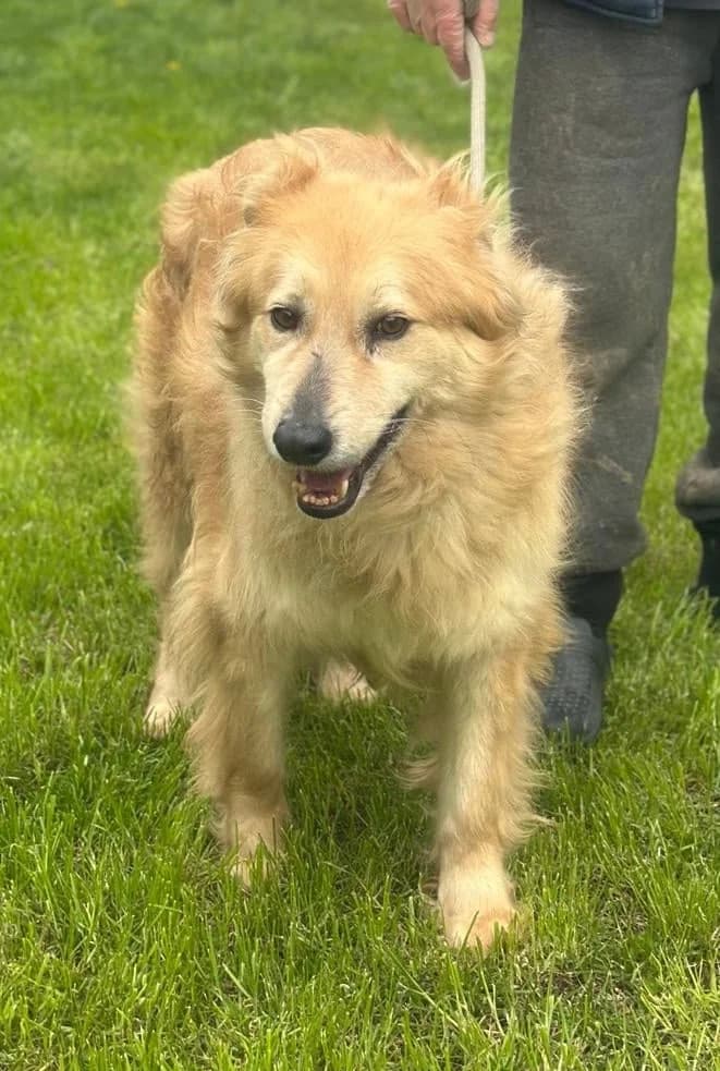 Xelano, male 7yo Mixed Breed for adoption at Hundsrücker Tierschutz gUG