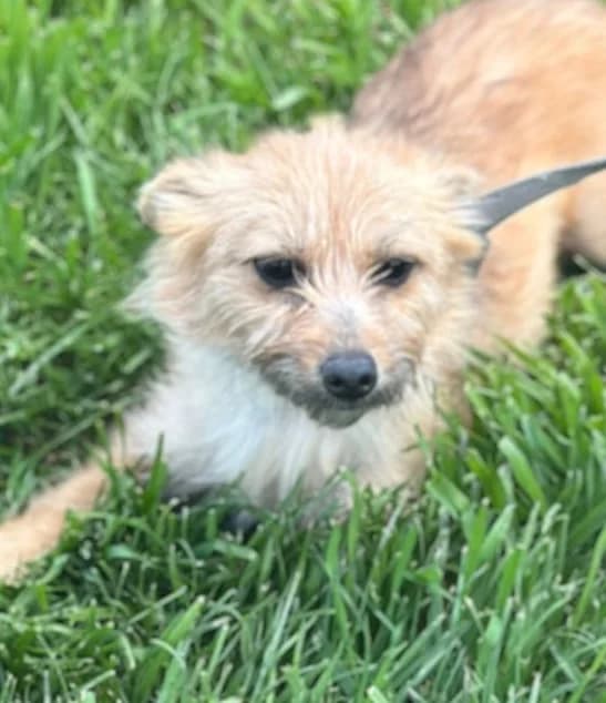 Yasna, female puppy Mixed Breed for adoption at Hundsrücker Tierschutz gUG