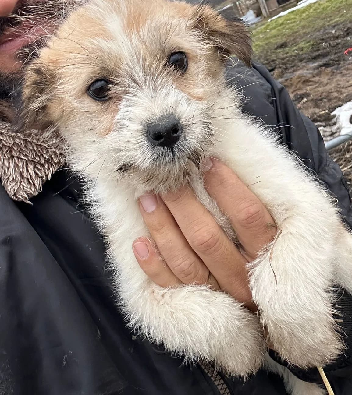 YLAI, male puppy Mixed Breed for adoption at Hundsrücker Tierschutz gUG