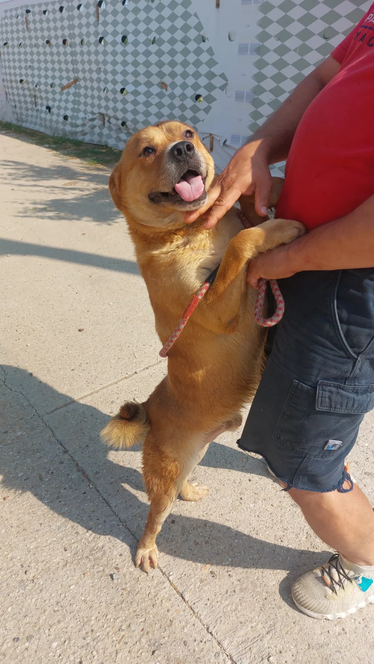 Zeus, gold  Mixed Breed for adoption at Hundsrücker Tierschutz gUG