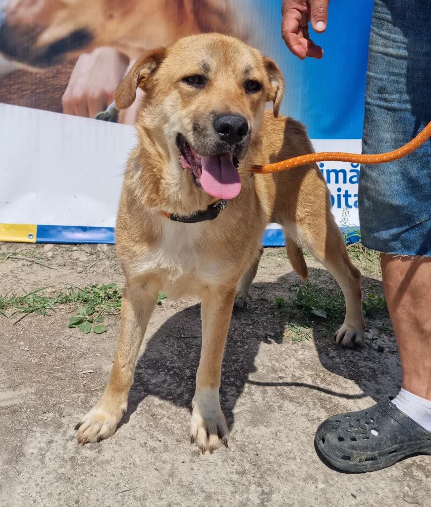 Zoe,  Mixed Breed for adoption at Hundsrücker Tierschutz gUG