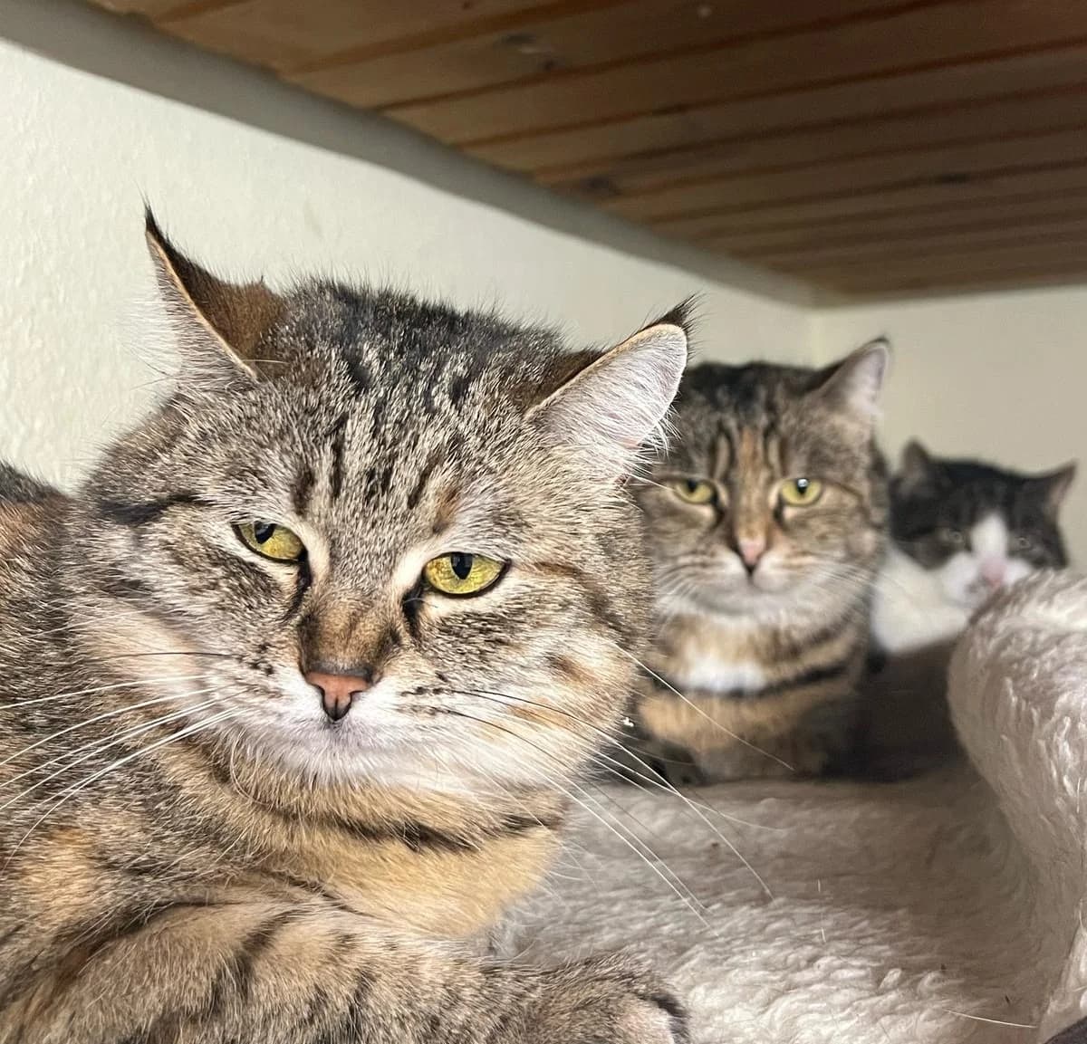 Samson, Lilly & Lotta, 6yo mixed breed for adoption at Ilzer Katzenstube