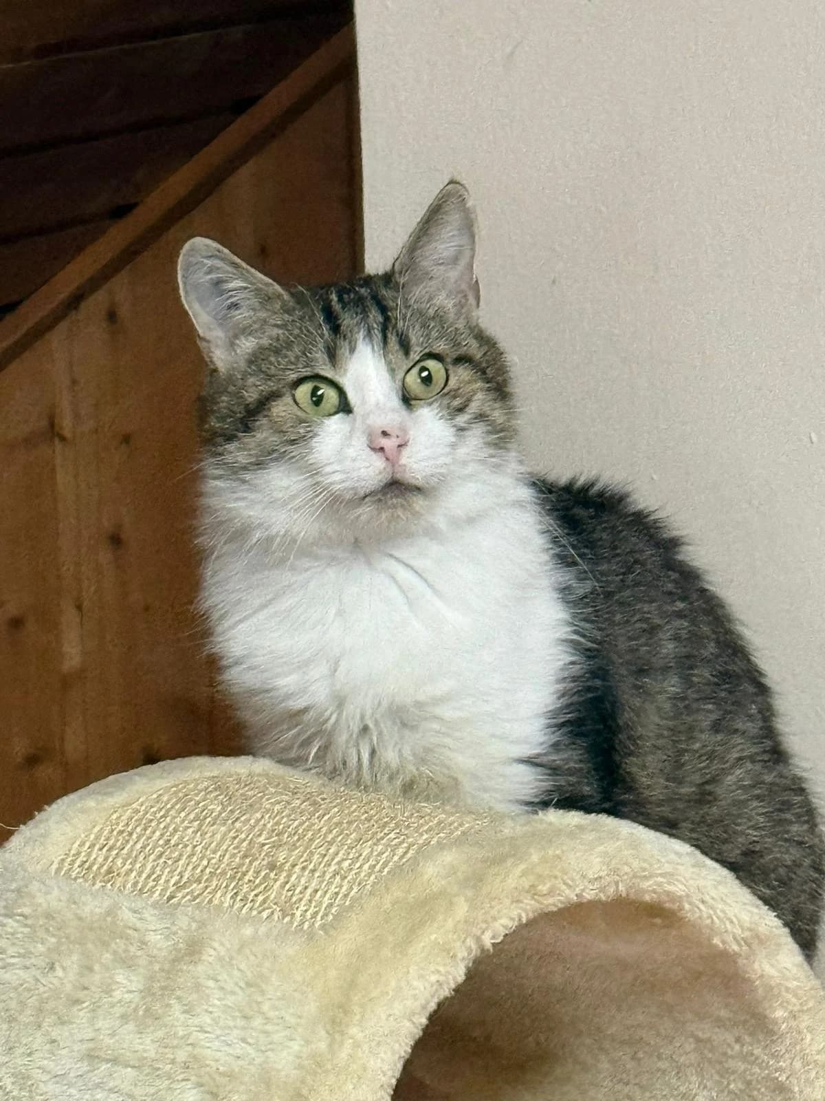 Raudi, male senior mixed breed for adoption at Ilzer Katzenstube