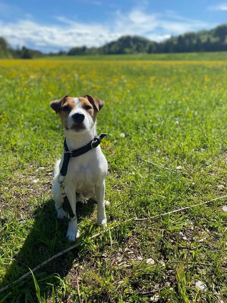 Parson Russell Terrier „Anton“, male puppy Mixed Breed for adoption at Jagdhunde in Not e.V.