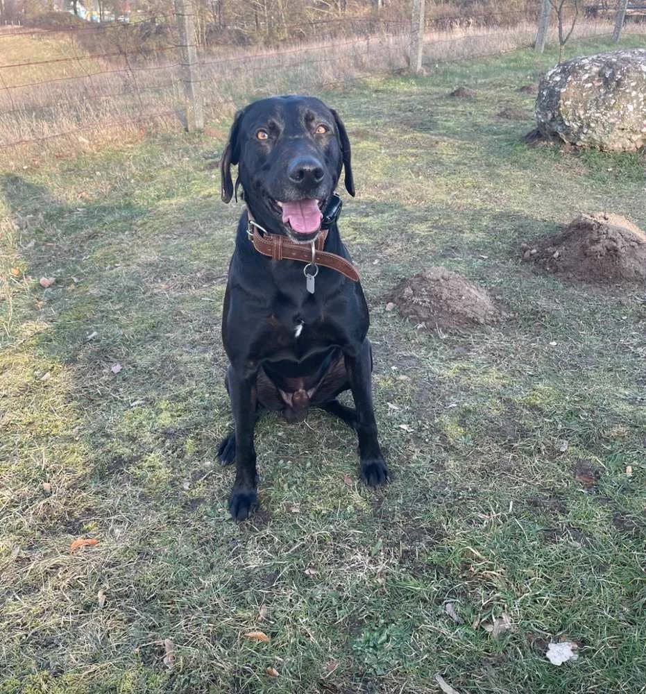 Jagdhund-Mix „Udo“, male 5yo Mixed Breed for adoption at Jagdhunde in Not e.V.