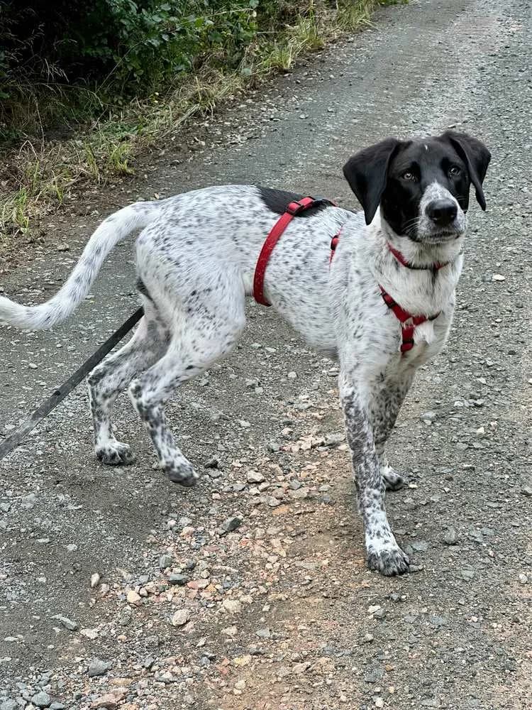 Jagdhund-Mix „Balu“, male Mixed Breed for adoption at Jagdhunde in Not e.V.