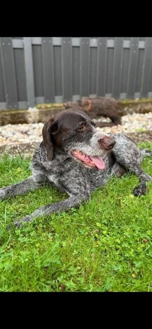 Deutsch Drahthaar „Louis“, male senior Mixed Breed for adoption at Jagdhunde in Not e.V.