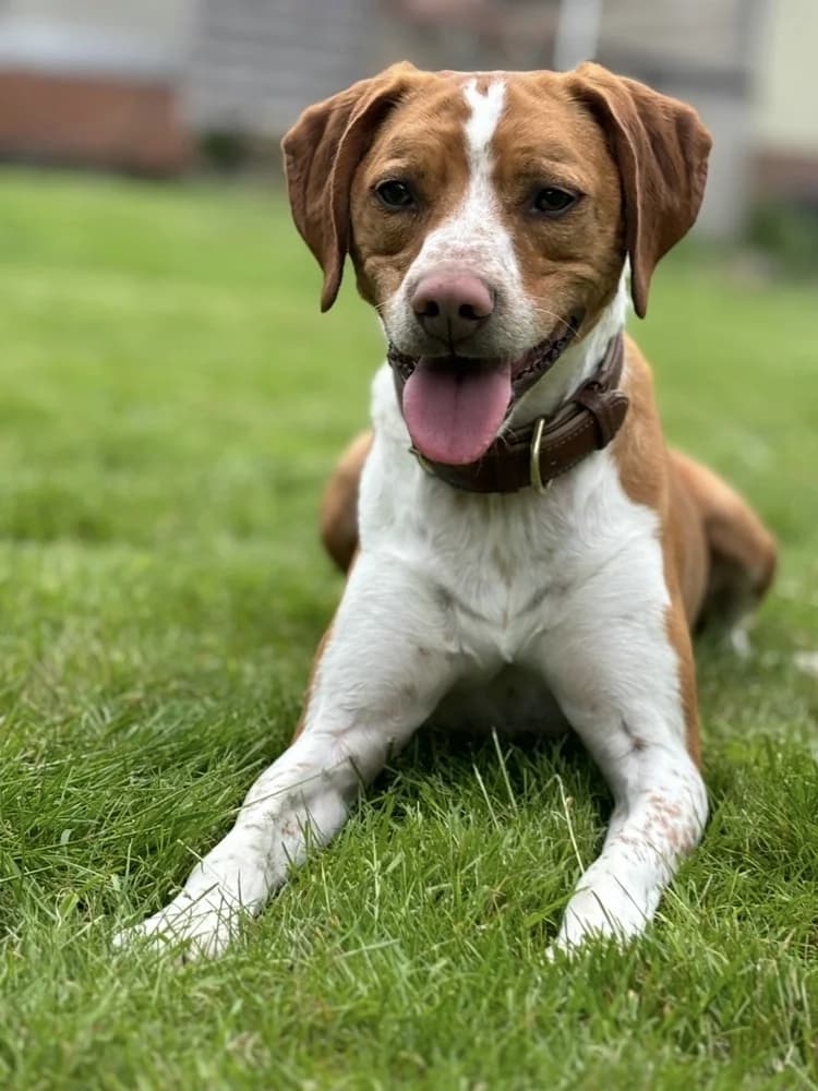 Jagdhund-Mix „Lio“,  5yo Mixed Breed for adoption at Jagdhunde in Not e.V.