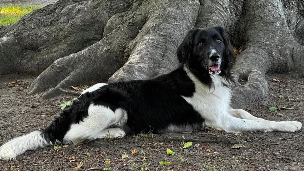 Großer Münsterländer „Lupo“,  5yo Mixed Breed for adoption at Jagdhunde in Not e.V.