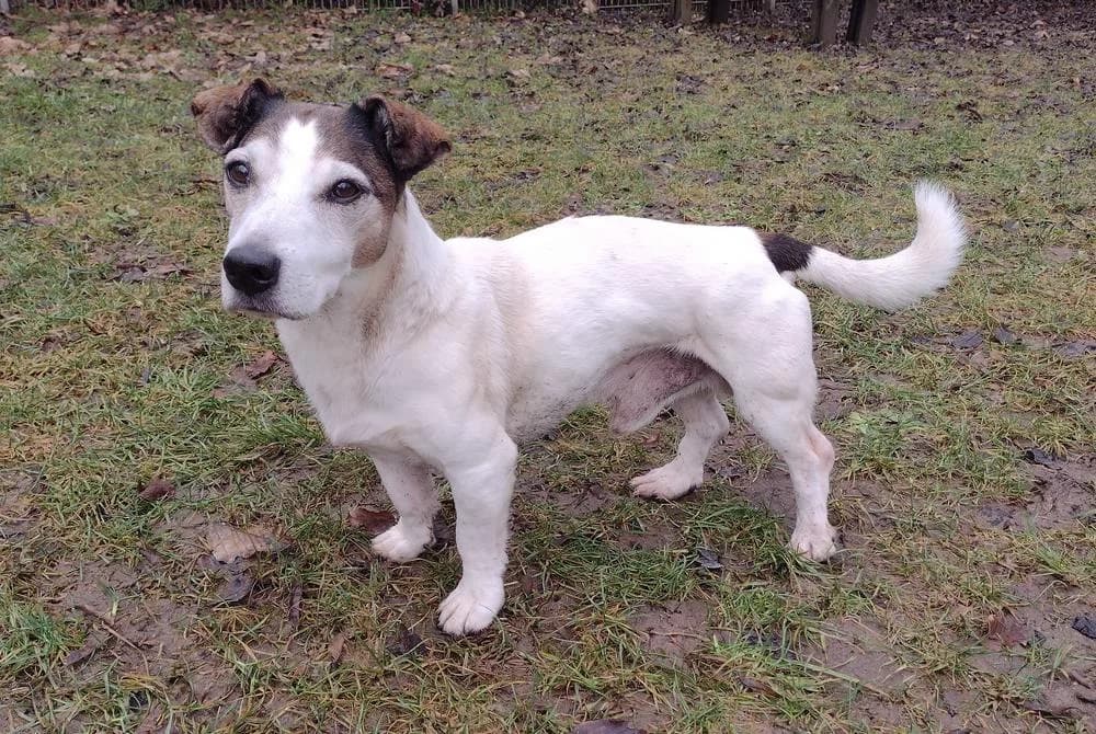 Jagdhund-Mix „Pascha“, female senior Mixed Breed for adoption at Jagdhunde in Not e.V.