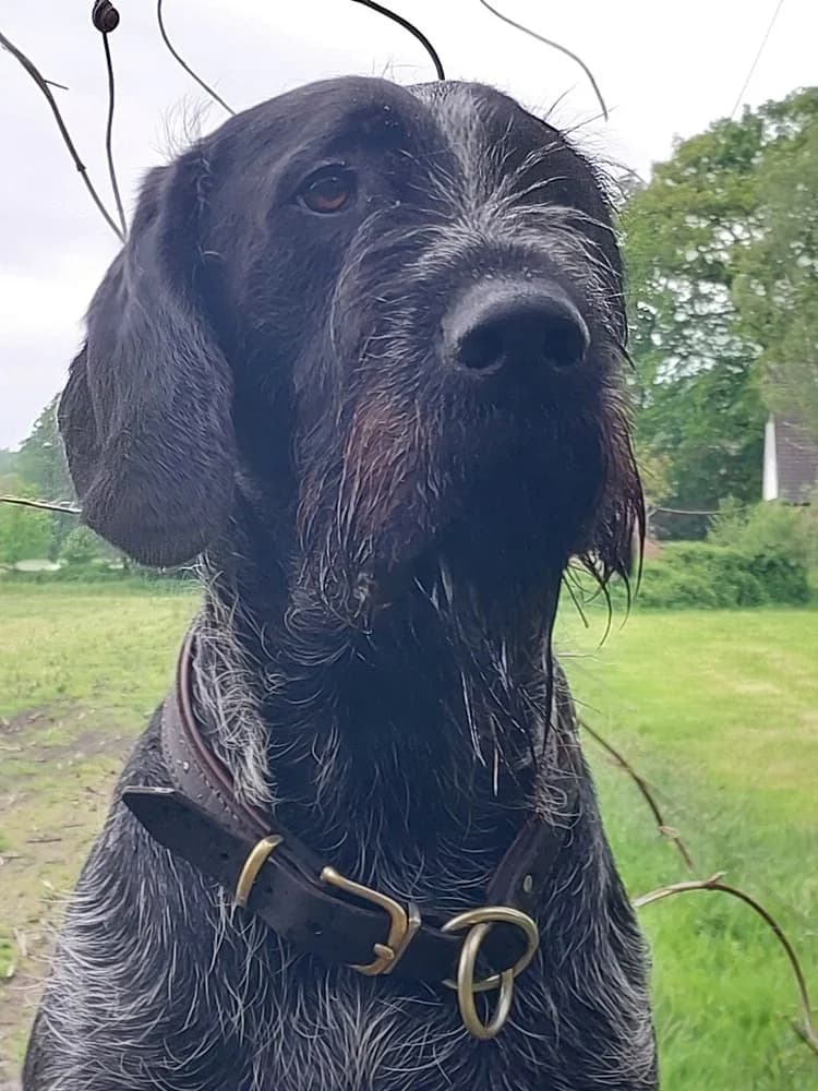 Deutsch Drahthaar „Kalle“, male 3yo Mixed Breed for adoption at Jagdhunde in Not e.V.