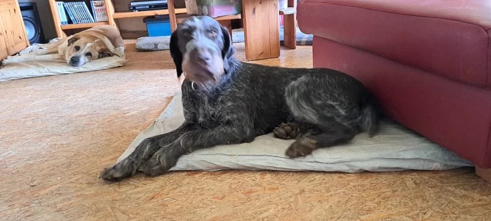 Deutsch Drahthaar „Diva“, female senior Mixed Breed for adoption at Jagdhunde in Not e.V.
