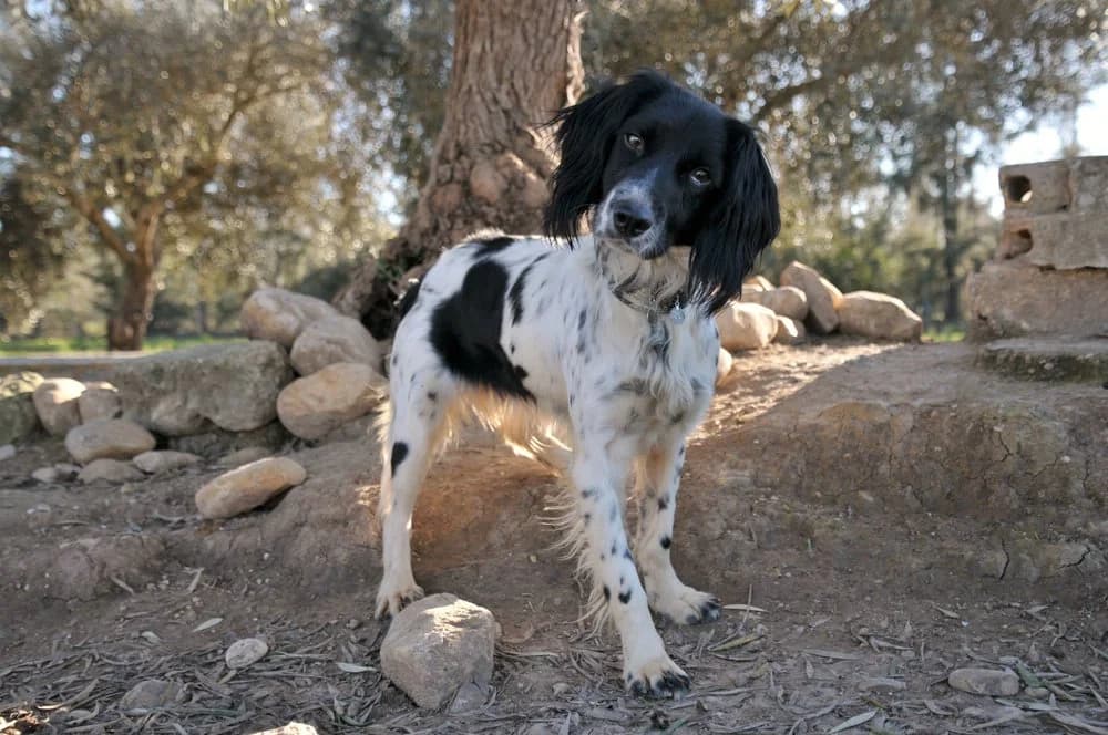 Epagneul Breton-Springer-Mischling „Laika“, female young Mixed Breed for adoption at Jagdhunde in Not e.V.