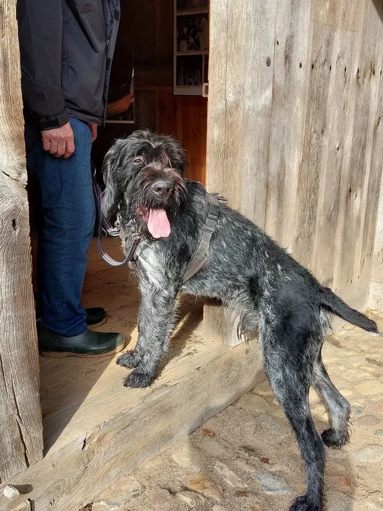 Deutsch Drahthaar Rüde „Floyd „, male 4yo Mixed Breed for adoption at Jagdhunde in Not e.V.