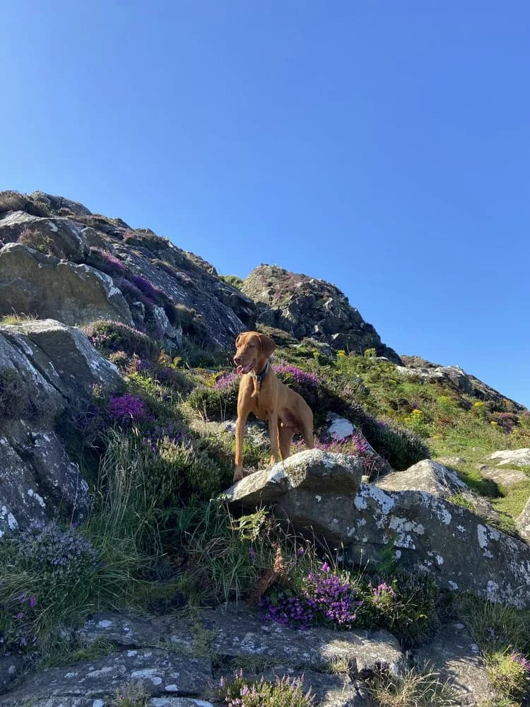 Magyar Viszla „Kalle“, male 7yo Mixed Breed for adoption at Jagdhunde in Not e.V.