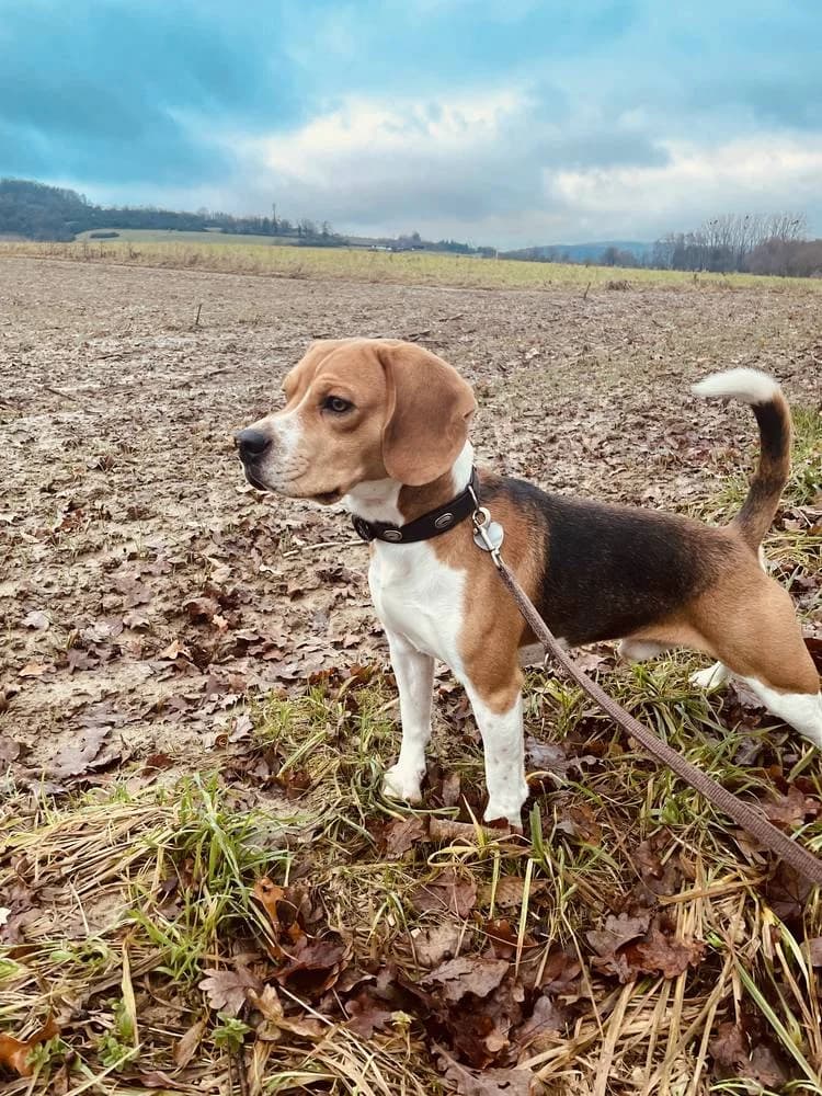 Beagle „Benno“, tricolor male 5yo Mixed Breed for adoption at Jagdhunde in Not e.V.