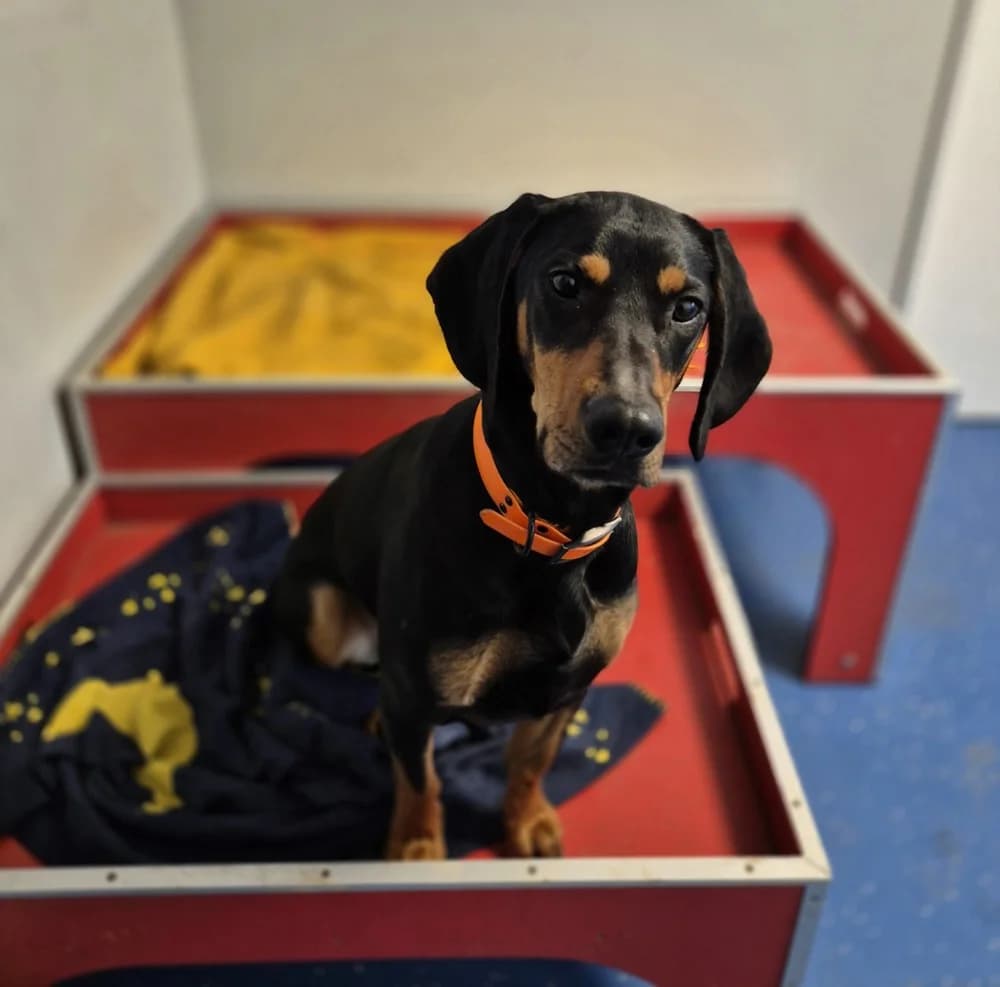 Kopov Bracke „Betty „, female 4yo Mixed Breed for adoption at Jagdhunde in Not e.V.