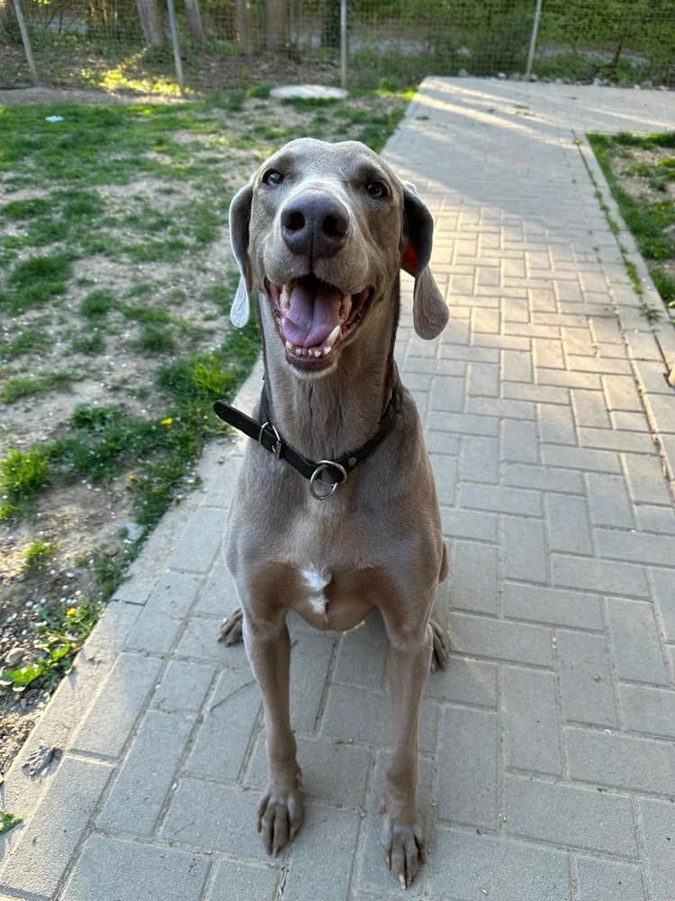 Weimaraner „Ben“, male senior Mixed Breed for adoption at Jagdhunde in Not e.V.