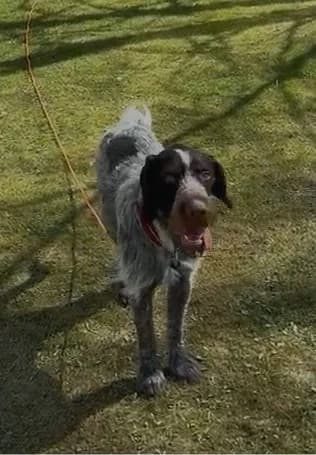 Deutsch Drahthaar Rüde „Luis „, male young Mixed Breed for adoption at Jagdhunde in Not e.V.