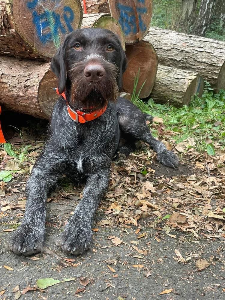 Deutsch Drahthaar Rüde „Alf „, male 5yo Mixed Breed for adoption at Jagdhunde in Not e.V.