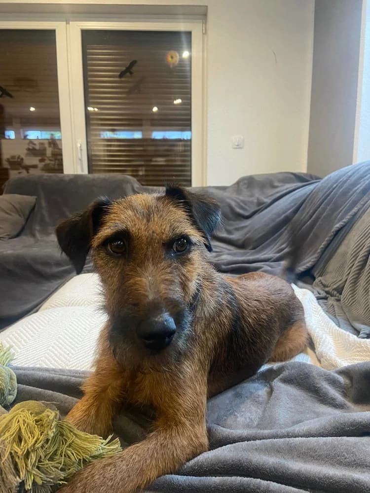 Westfalenterrier Hündin „Zucki „, female 5yo Mixed Breed for adoption at Jagdhunde in Not e.V.