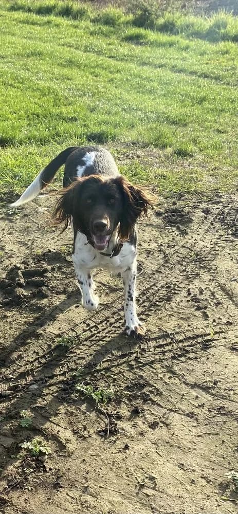 Kleiner Münsterländer „Motte“, Mixed Breed (Jagdhunde in Not e.V.)
