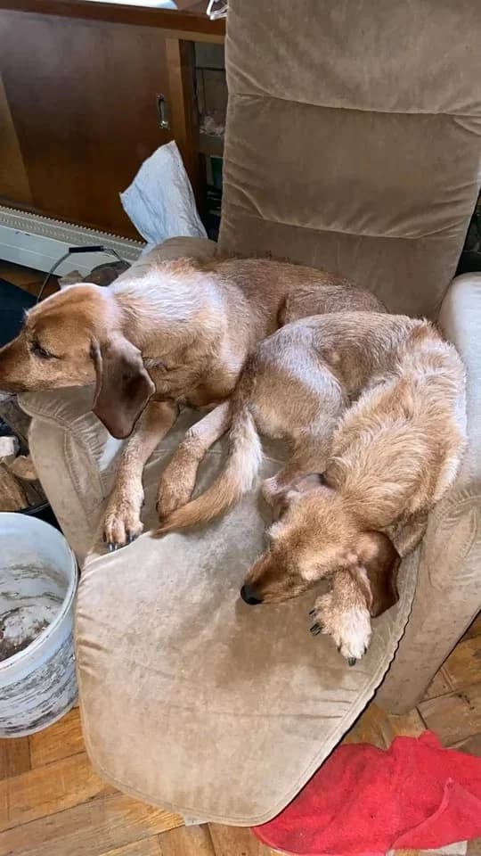 2 Bracken/Schweißhunde Mixe, Mixed Breed (Jagdhunde in Not e.V.)