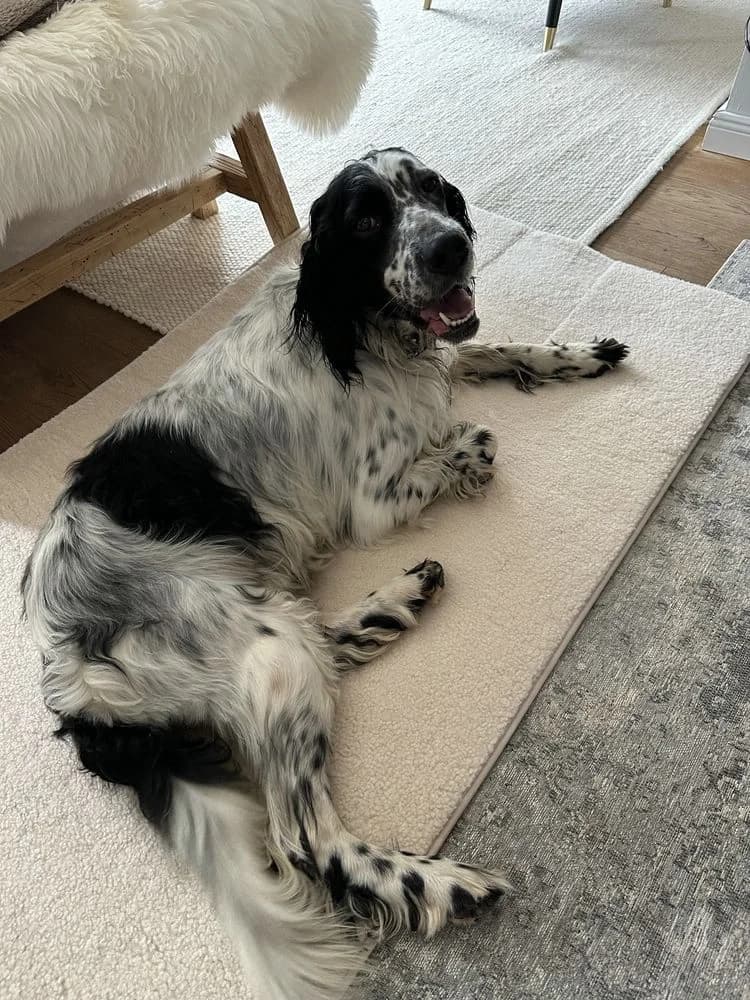 English Setter „Mišco“,  3yo Mixed Breed for adoption at Jagdhunde in Not e.V.