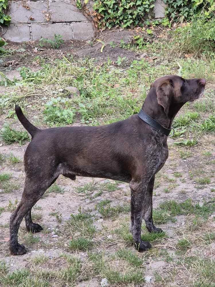 Deutsch Drahthaar “ Groll vom Havelberger Dom „,  young Mixed Breed for adoption at Jagdhunde in Not e.V.