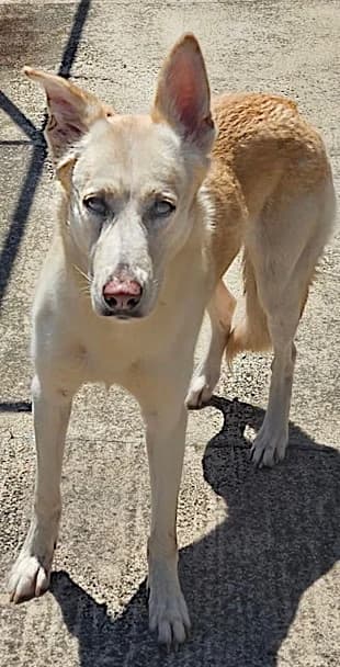 Yannick,  Mixed Breed for adoption at Joshi die 2. Chance, Lübeck