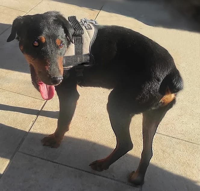 Sushi,  Mixed Breed for adoption at Joshi die 2. Chance, Lübeck