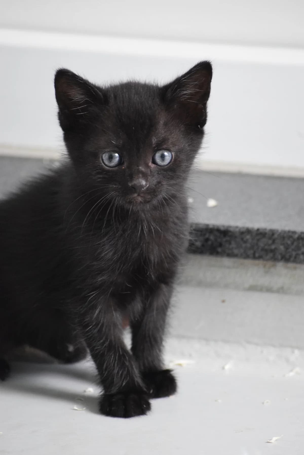 Adalina, female senior Mixed Breed for adoption at Julias Tierheim Ahaus