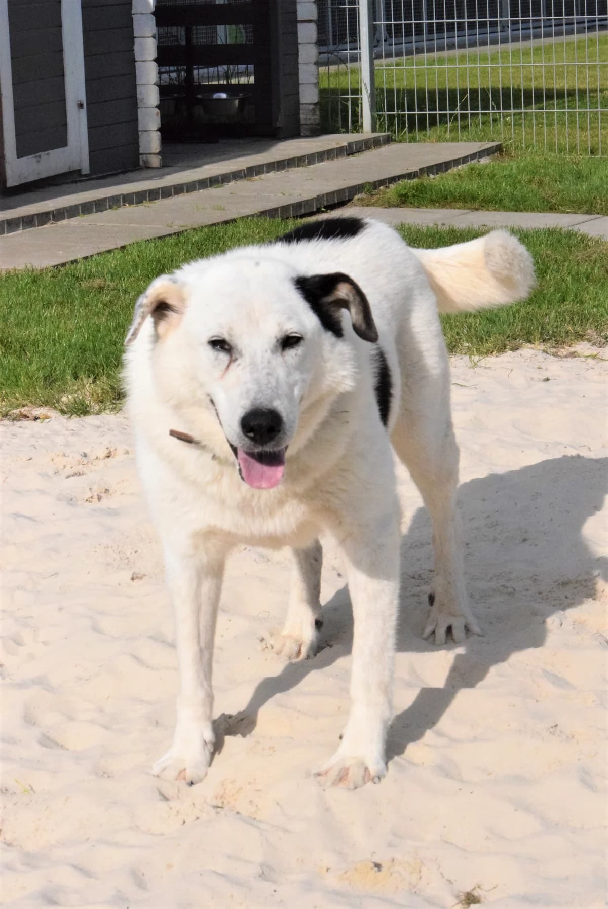 Albert, male senior Mixed Breed for adoption at Julias Tierheim Ahaus