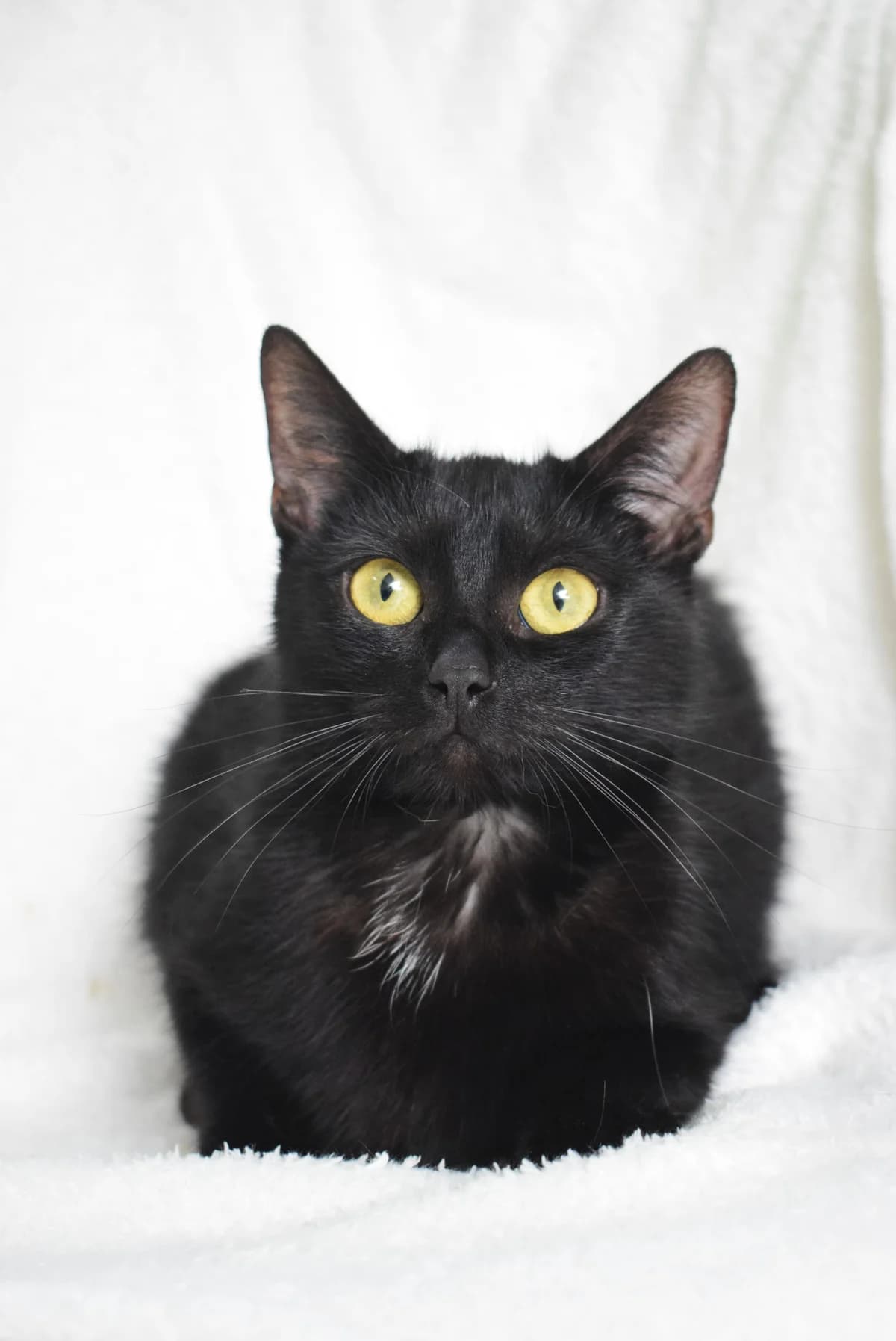 Alena, Mixed Breed (Julias Tierheim Ahaus)