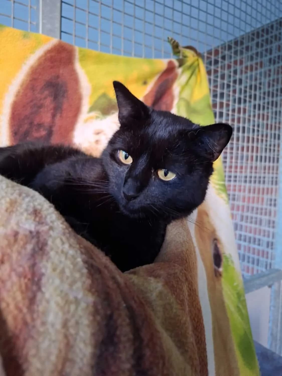 Alfred, male senior Mixed Breed for adoption at Julias Tierheim Ahaus