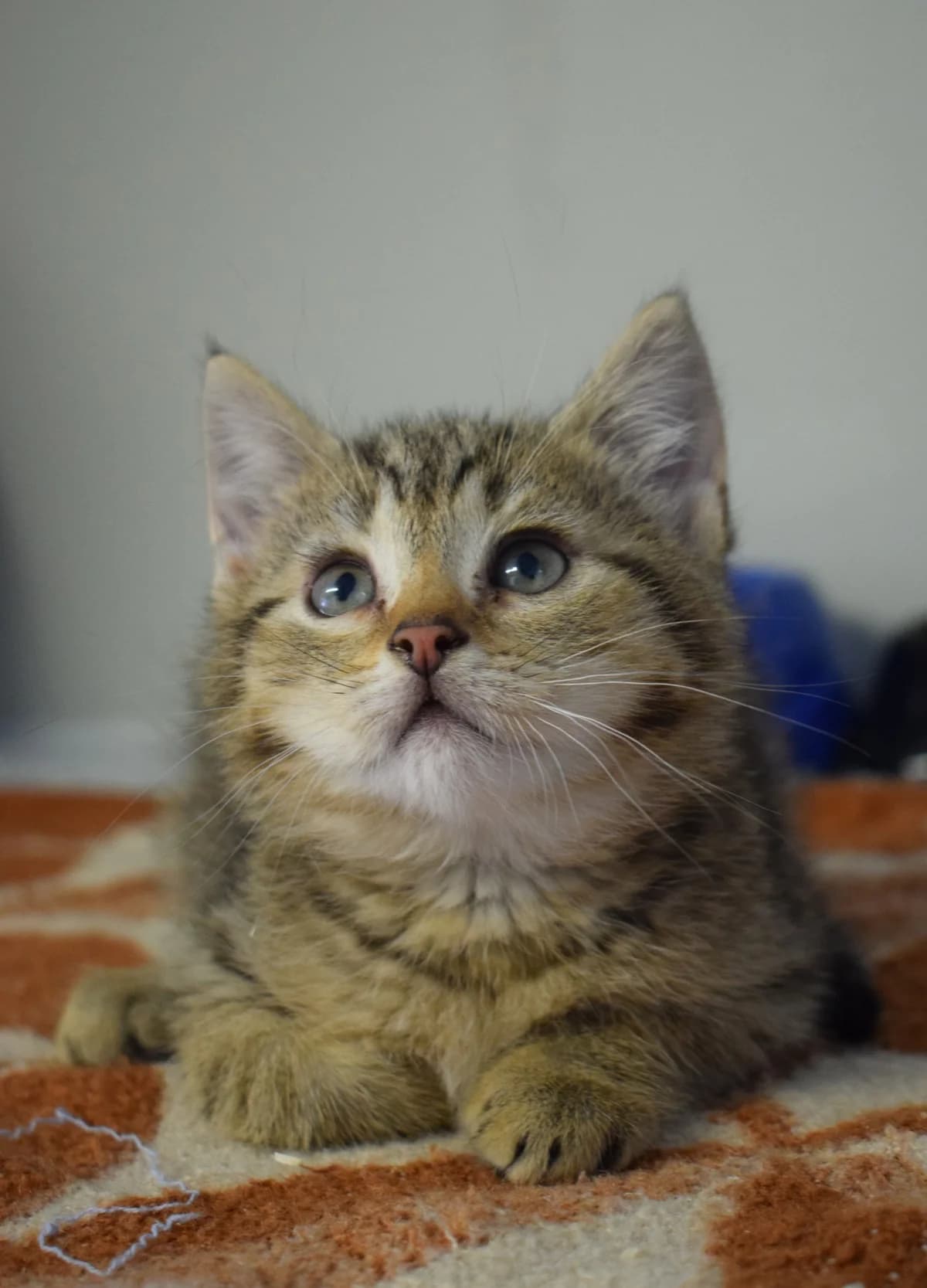 Anna & Elsa, female senior Mixed Breed for adoption at Julias Tierheim Ahaus