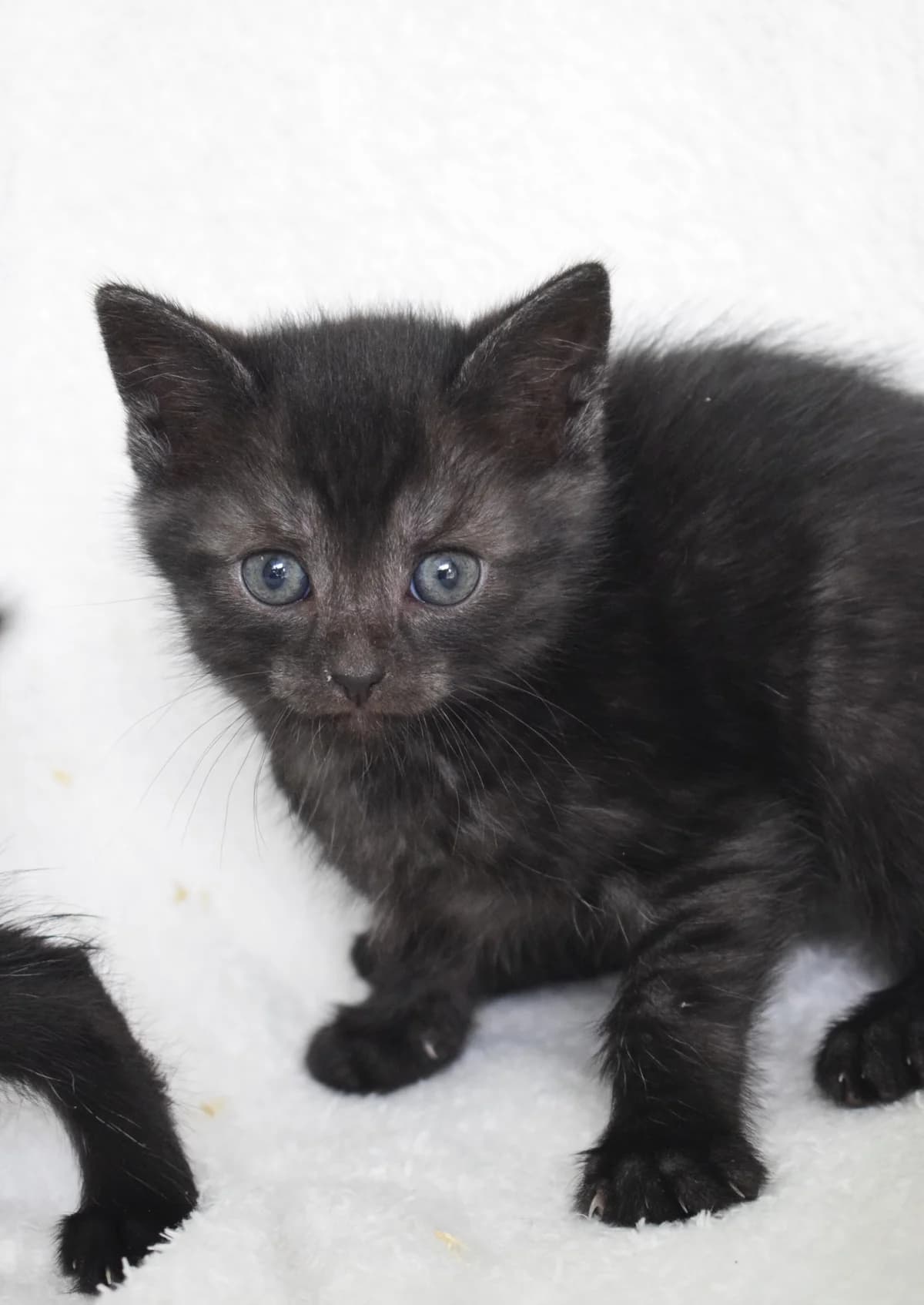 Annelie, Mixed Breed (Julias Tierheim Ahaus)