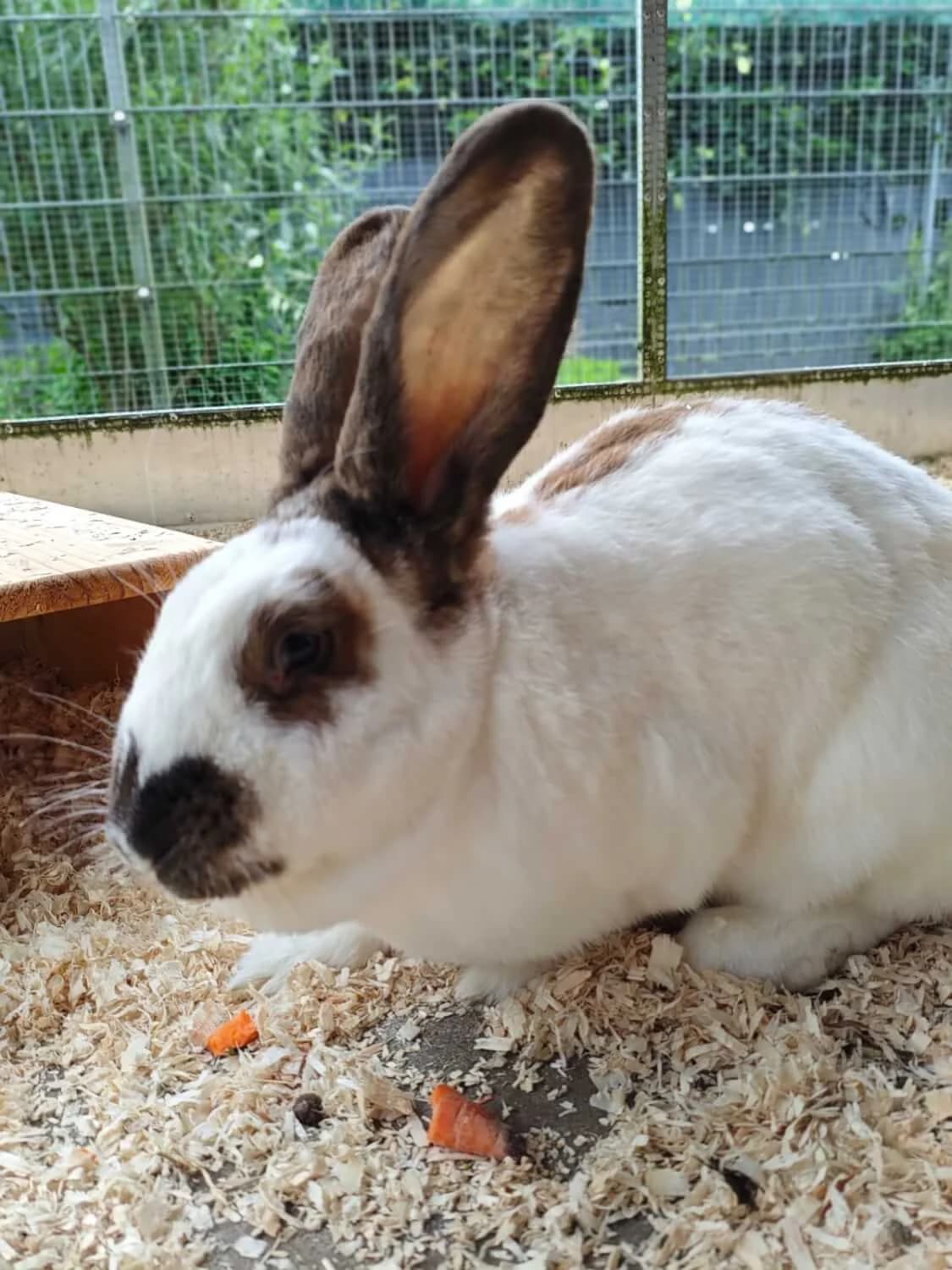 Arielle, female senior Mixed Breed for adoption at Julias Tierheim Ahaus