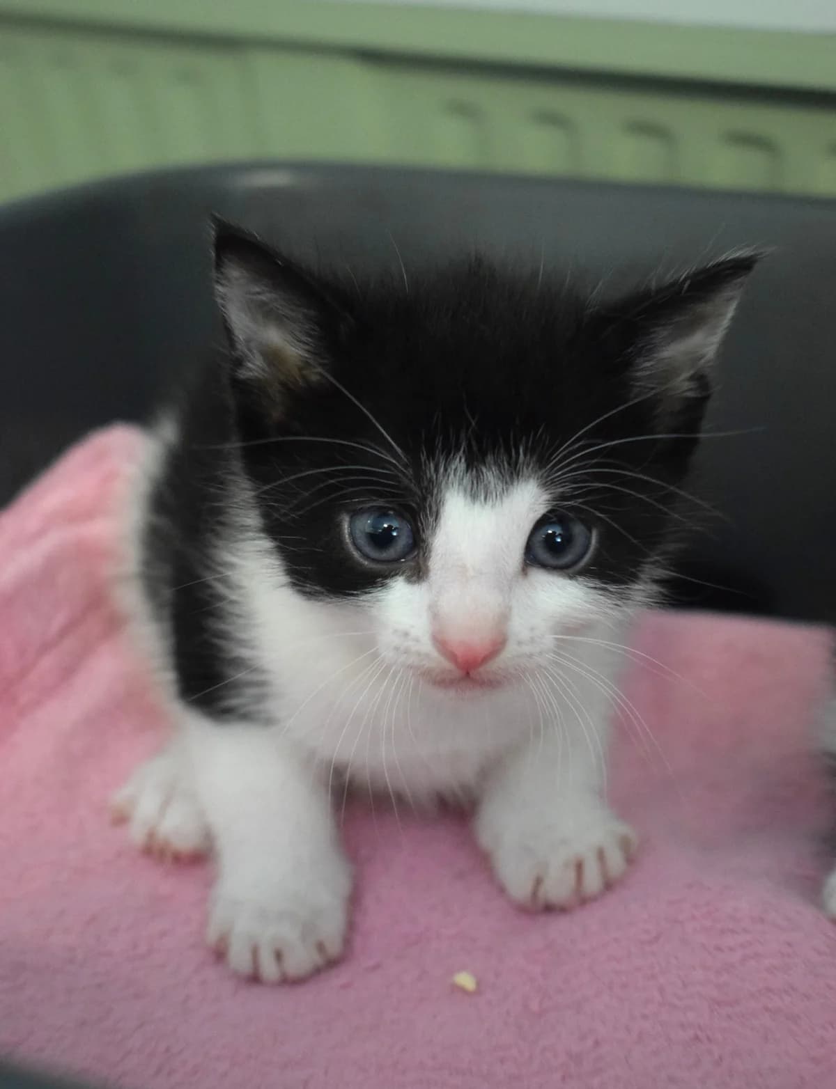 Babsi, Mixed Breed (Julias Tierheim Ahaus)